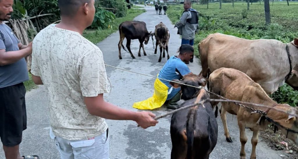 सीमामा फेरि सक्रिय पशु तस्कर : झापाबाट भारततर्फ लैजाँदै गरिएका ६ गाई–बहर नियन्त्रणमा